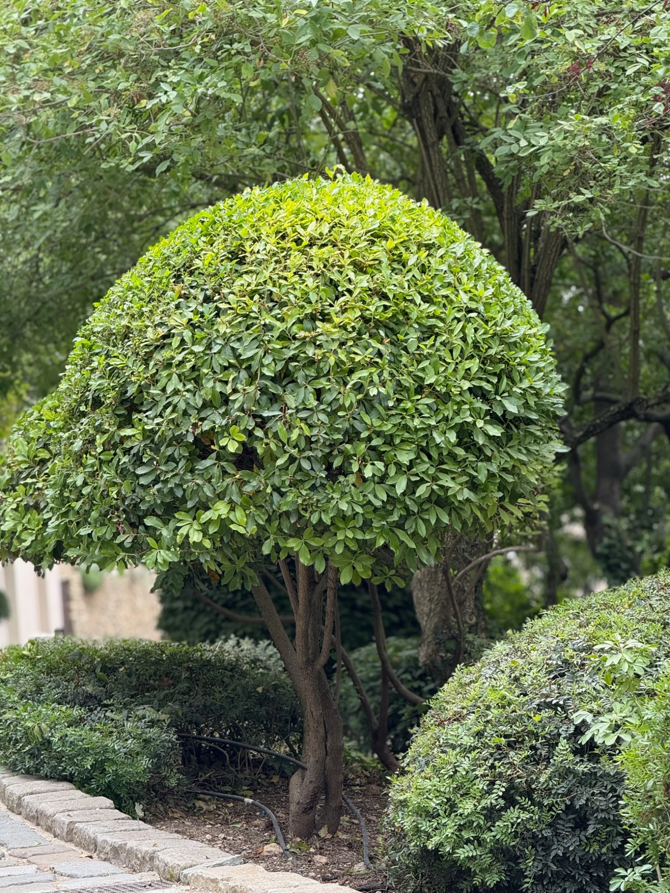 Arbre taillé en topiaire dans un jardin structuré